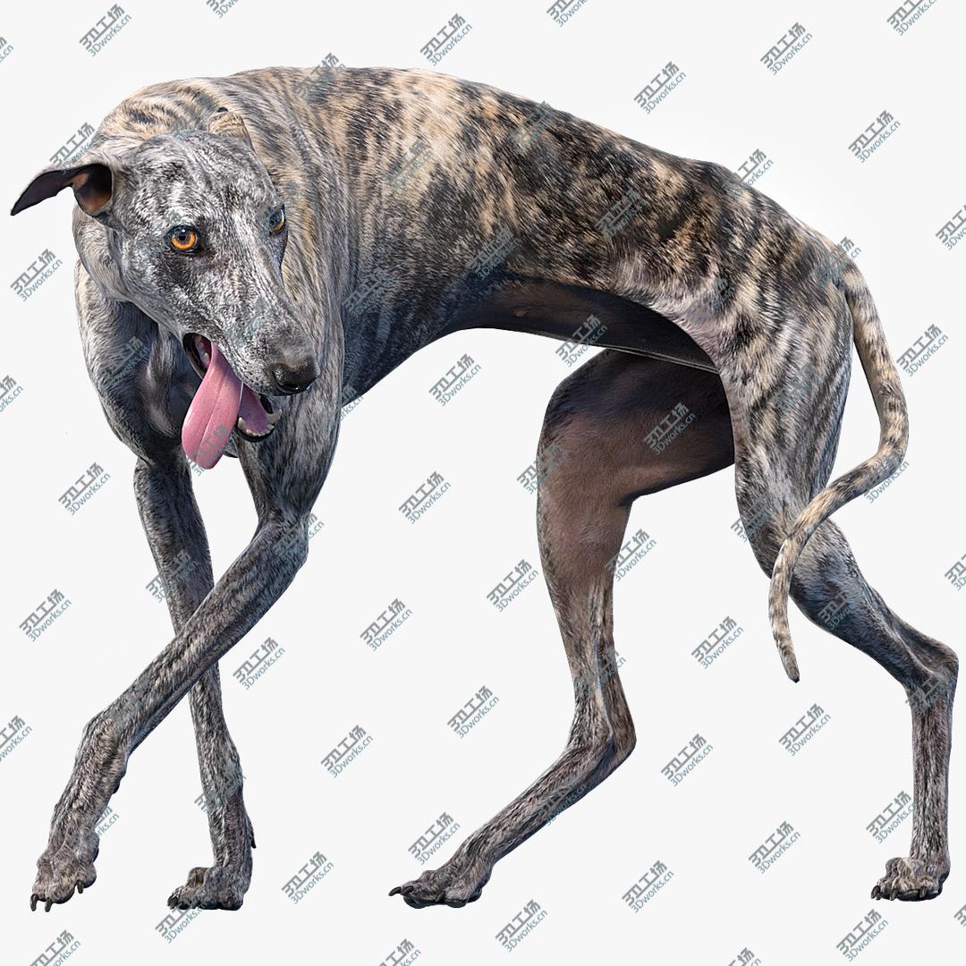 images/goods_img/202105074/3D Greyhound (2) (Rigged) model/1.jpg